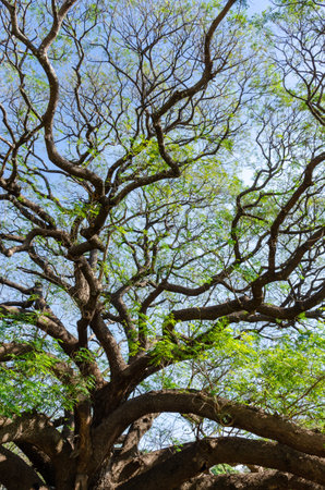 Big tree with green leaves on blue sky background. Natural background.の写真素材