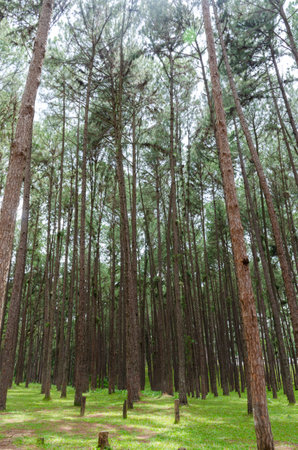 Pine tree forest in the north of thailand for natural backgroundの写真素材