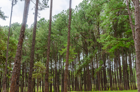 Pine tree forest in the north of thailand for natural background