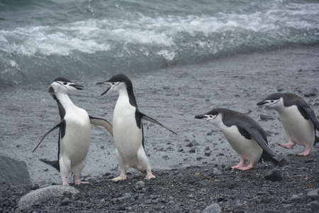 Chinstrap penguins fighting on the beach, Antarctica, December 2019