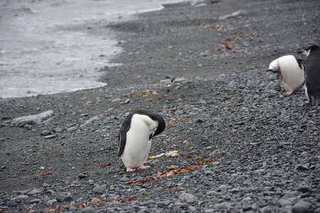 Penguins nesting, fighting, sleeping and posing for photos, Antarctica, December 2019の写真素材