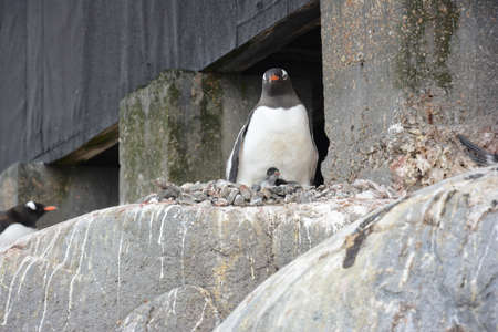 Penguins nesting, swimming and resting, Antarctica, December 2019の写真素材