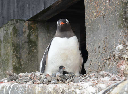 Penguins nesting, swimming and resting, Antarctica, December 2019の写真素材