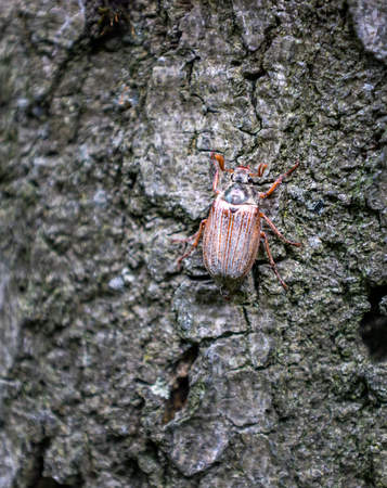 a large beetle  on a tree trunkの写真素材