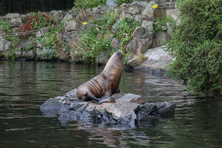 Seal on a rock at Edinburgh zooの写真素材