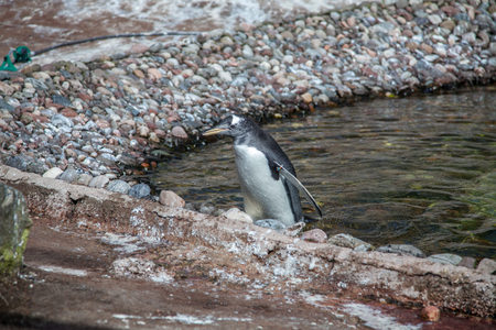 a penguin emerges from a swim in the pool at edinburgh zooの写真素材