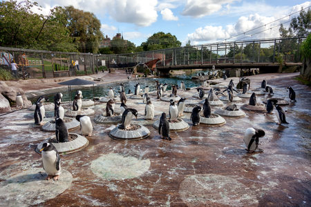 numerous penguins nesting in the enclosure at Edinburgh zoo, scotlandの写真素材