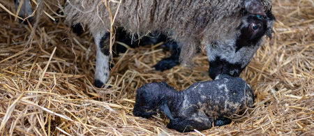 A new born Lamb being nuzzled by it's motherの写真素材