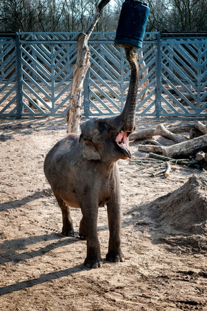 A young Elephant reaches for food overheadの写真素材