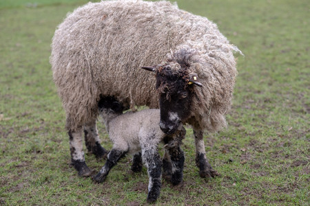 A lamb feeds from motherの写真素材