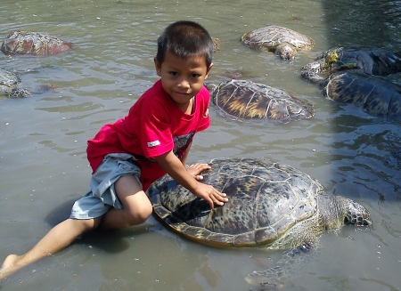 A boy in a turtle pondの写真素材