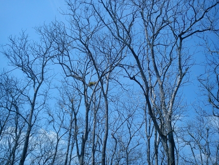 Bird nesting on Teak Woodの写真素材