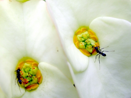                     two ants starving for food           の写真素材