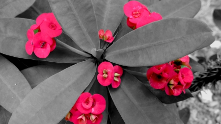                                red uphorbia with black white backgroundの写真素材