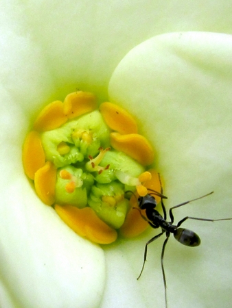                               Eating ant on white euphorbia flower の写真素材