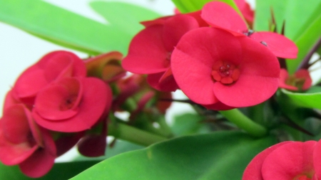 Red Euphorbiaの写真素材