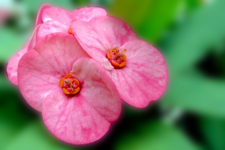 reddish euphorbia in  with landscape formatの写真素材