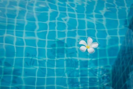 Flowers floating in the poolの素材