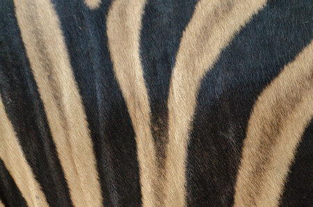 Detail patterns black and light brown stripes of a zebra skin or coatの写真素材