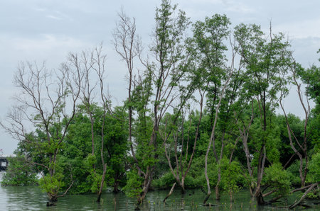 Swampy landscape featuring both live and dead trees, their reflections in the calm waterの写真素材