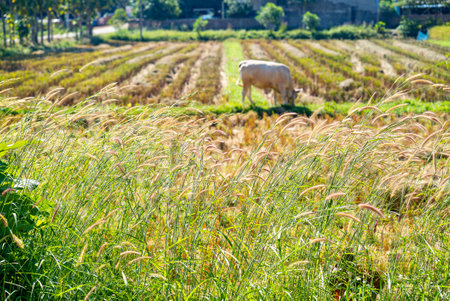 Rural landscape featuring a cow grazing in a field at Chiang Rai, Thailandの写真素材