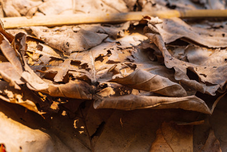 Close-up of dried leaves arranged in a layered manner for a roofingの写真素材