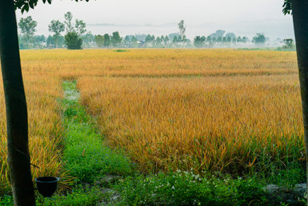 Golden rice field in framed by the silhouettes of rubber trees, Chiang Rai, Thailandの写真素材
