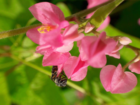 Close-up view of pink bougainvillea flowers with a bee interacting with one of the bloomsの写真素材