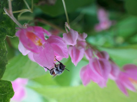 Close-up view of pink bougainvillea flowers with a bee interacting with one of the bloomsの写真素材