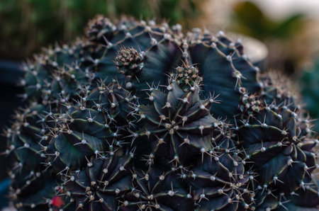 Close-up of a cactus with dark and spiky texturesの写真素材