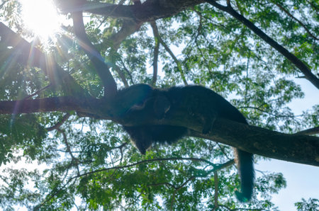 Silhouette of a black lemur lounging on a tree branch in Khao Kheow Open Zoo, Chonubri, Thailandの写真素材
