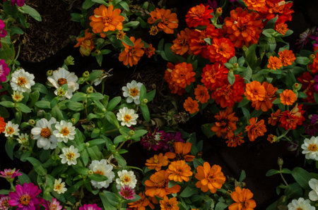 Top view of colorful flowers arranged in clusters with a mix of orange, white and pink bloomsの写真素材