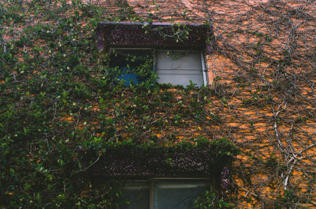 Building orange wall that is covered in green vinesの写真素材