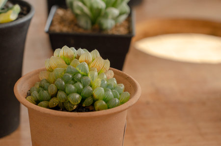 Succulent plant in a terracotta pot