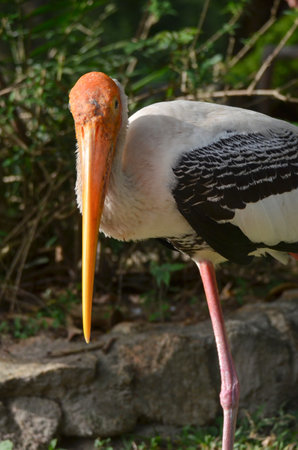Painted stork with long beak and white body accented with black feathers on its wings in Thailand