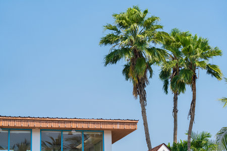 Two tall palm trees stand proudly against a clear blue sky with brown roof peeks of buildingの写真素材