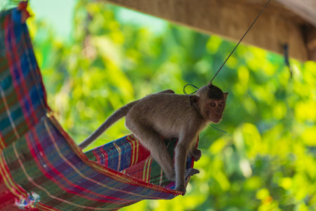 A monkey on a colorful hammock hanging under a wooden structure with the background is a blur of green foliageの写真素材
