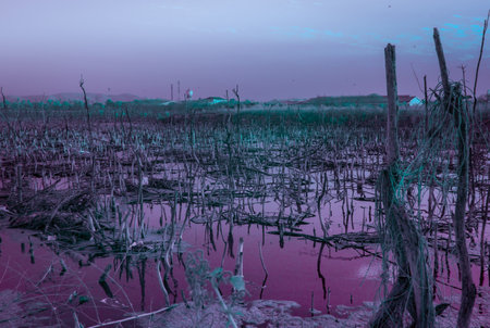 Infrared photography, a marshy landscape with exposed tree stumps and a body of still water