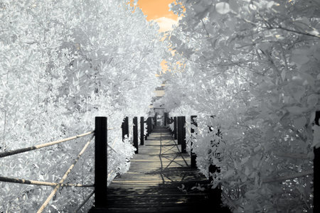 Infrared photography, a wooden pathway surrounded by trees with the sky has an orange tintの写真素材
