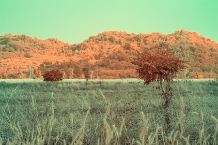 Infrared photography, a single, vibrant tree stands tall against a backdrop of a rolling, orange-hued hillの写真素材