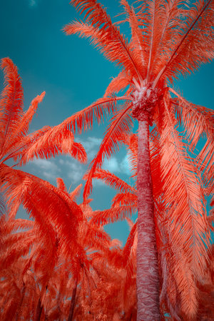 Infrered photography, a group of coconut trees with vibrant, reddish-orange foliage against a bright blue skyの写真素材