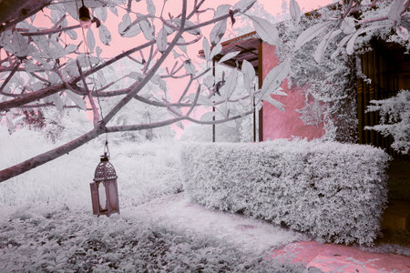 Infrared photography, a lantern hanging from a branch of a tree with lush foliage in the backgroundの写真素材