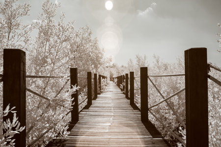 Infrared photography, a wooden walkway or boardwalk leading through a natural setting