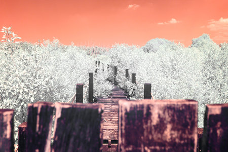 Infrared photography, a wooden pathway or boardwalk that leads through a dense area of foliage, a gradient ranging from orange to pinkish huesの写真素材