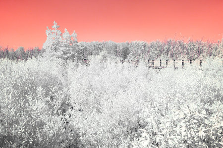 Infrared photography, a landscape with a bright, vividly colored background, a gradient of warm colors, ranging from orange to pinkish huesの写真素材