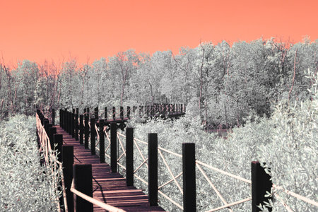 Infrared photography, a wooden boardwalk winding through a landscape filled with vegetation, a gradient ranging from orange to pinkish huesの写真素材