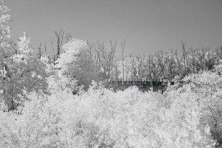 Infrared photography, a landscape with dense foliage and trees in silvery shadesの写真素材