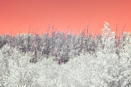 Infrared photography, a landscape with a bright, vividly colored background, a gradient of warm colors, ranging from orange to pinkish huesの写真素材