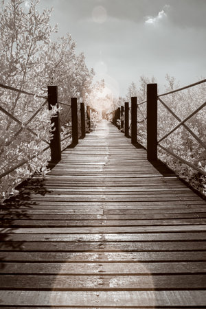 Infrared photography, a wooden walkway or boardwalk leading through a natural settingの写真素材