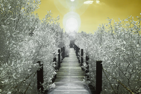 Infrared photography, a wooden pathway that stretches into a bright, light-filled space with the pathway is flanked by dense foliageの写真素材
